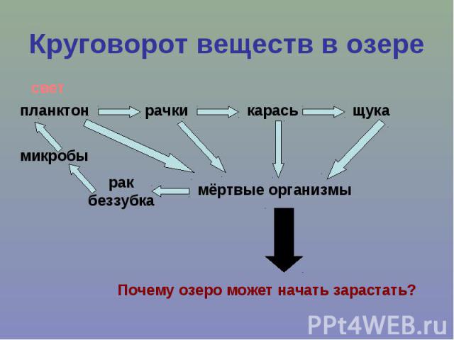 Круговорот веществ в озере