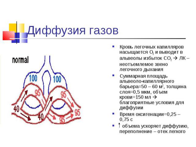 Кровь легочных капилляров насыщается О2 и выводит в альвеолы избыток СО2 ЛК – неотъемлемое звено легочного дыхания Кровь легочных капилляров насыщается О2 и выводит в альвеолы избыток СО2 ЛК – неотъемлемое звено легочного дыхания Суммарная площадь а…