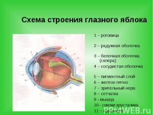 Схема строения глазного яблока 1 – роговица 2 – радужная оболочка 3 – белочная о