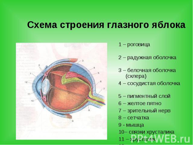 Схема строения глазного яблока 1 – роговица 2 – радужная оболочка 3 – белочная оболочка (склера) 4 – сосудистая оболочка 5 – пигментный слой 6 – желтое пятно 7 – зрительный нерв 8 – сетчатка 9 - мышца 10– связки хрусталика 11 – хрусталик 12 – зрачок