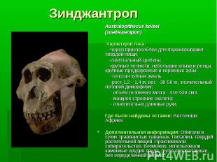 Australopithecus boisei Australopithecus boisei (зинджантроп) Характеристика: -ч