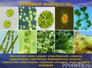 Зелёные водоросли Зелёные водоросли