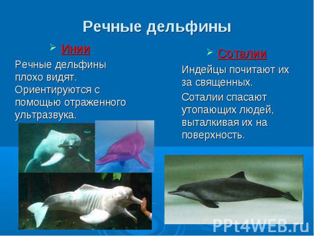 Инии Инии Речные дельфины плохо видят. Ориентируются с помощью отраженного ультразвука.