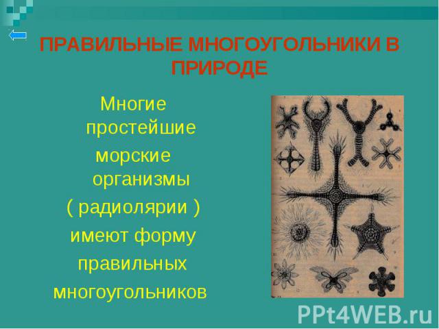 Многие простейшие Многие простейшие морские организмы ( радиолярии ) имеют форму правильных многоугольников