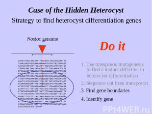 Case of the Hidden Heterocyst