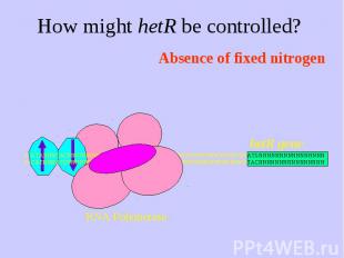 How might hetR be controlled?