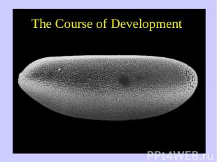 The Course of Development