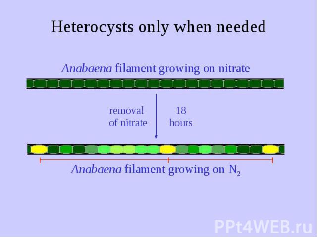 Heterocysts only when needed