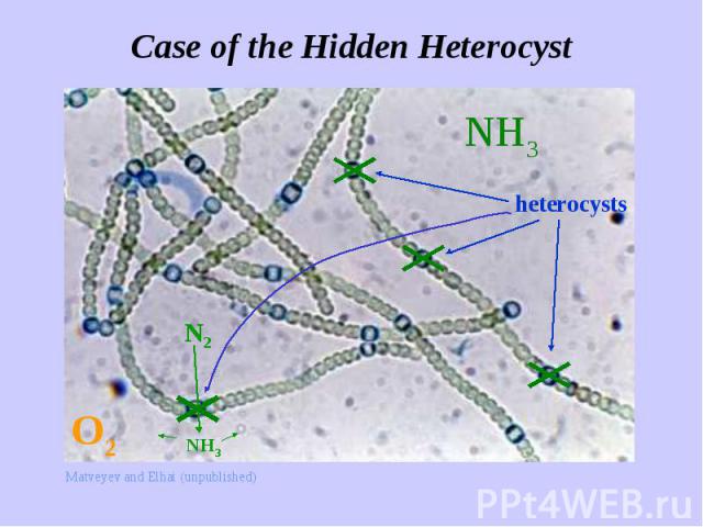Case of the Hidden Heterocyst
