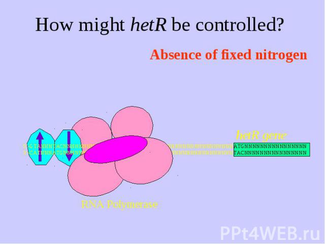 How might hetR be controlled?