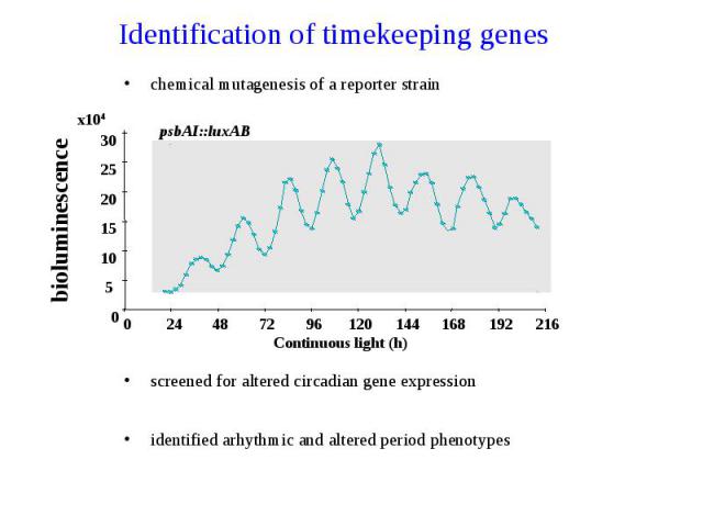 Identification of timekeeping genes chemical mutagenesis of a reporter strain screened for altered circadian gene expression identified arhythmic and altered period phenotypes