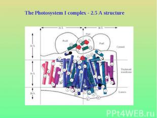The Photosystem I complex - 2.5 A structure