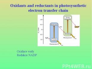 Oxidants and reductants in photosysnthetic electron transfer chain