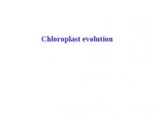 Chloroplast evolution