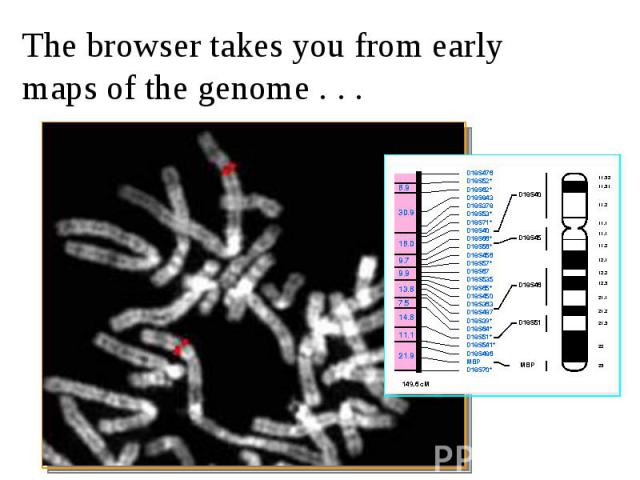 The browser takes you from early maps of the genome . . .