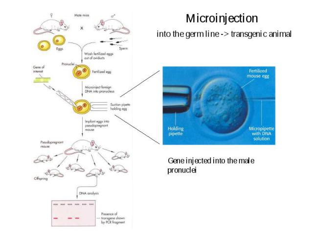 Microinjection into the germ line -> transgenic animal