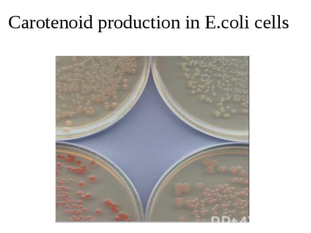 Carotenoid production in E.coli cells