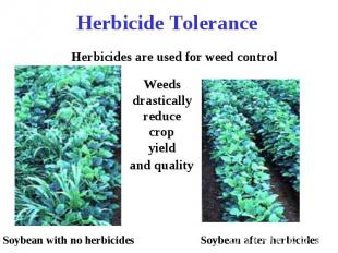 Herbicide Tolerance