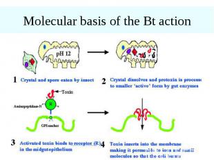 Molecular basis of the Bt action