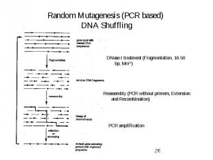Random Mutagenesis (PCR based) DNA Shuffling