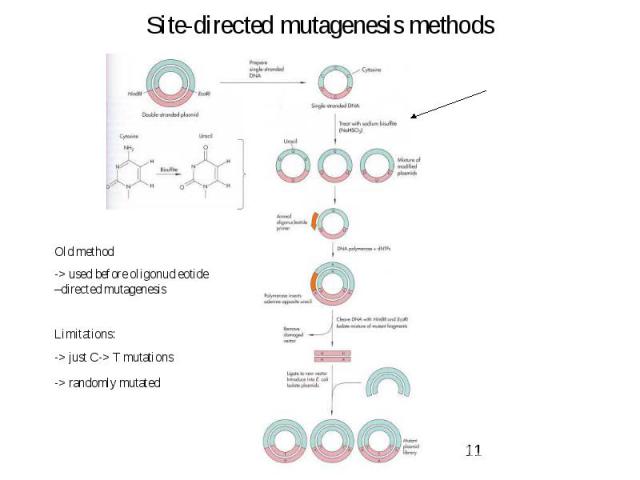 Site-directed mutagenesis methods