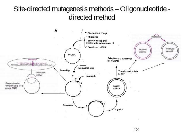 Site-directed mutagenesis methods – Oligonucleotide - directed method
