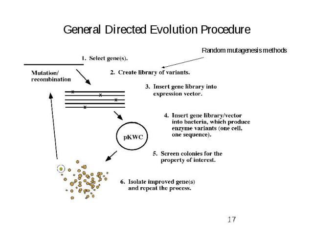 General Directed Evolution Procedure