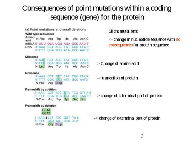 Consequences of point mutations within a coding sequence (gene) for the protein