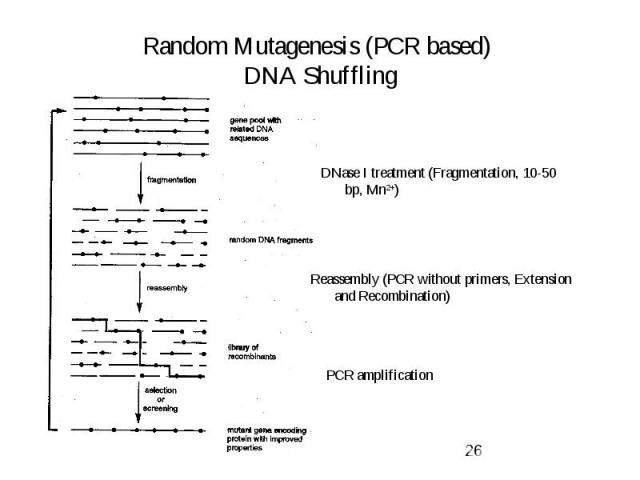 Random Mutagenesis (PCR based) DNA Shuffling