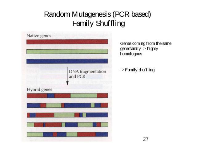 Random Mutagenesis (PCR based) Family Shuffling