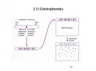 2 D Electrophoresis