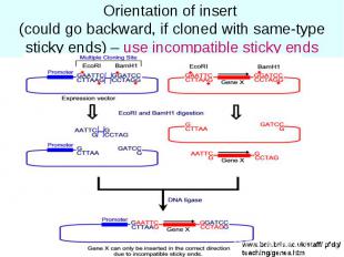 Orientation of insert (could go backward, if cloned with same-type sticky ends)