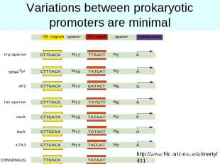 Variations between prokaryotic promoters are minimal