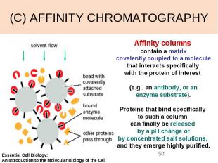 (C) AFFINITY CHROMATOGRAPHY