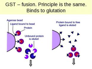 GST – fusion. Principle is the same. Binds to glutation