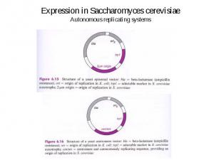Expression in Saccharomyces cerevisiae Autonomous replicating systems