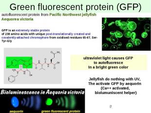 Green fluorescent protein (GFP)