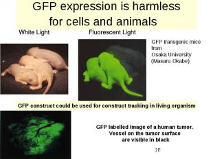 GFP expression is harmless for cells and animals
