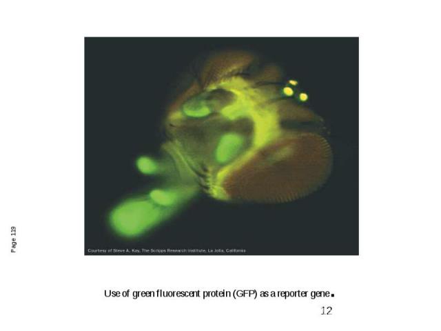 Use of green fluorescent protein (GFP) as a reporter gene.