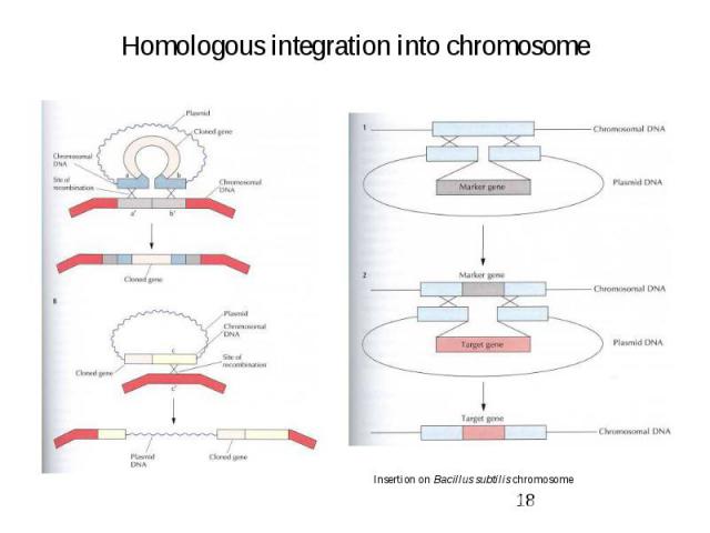 Homologous integration into chromosome