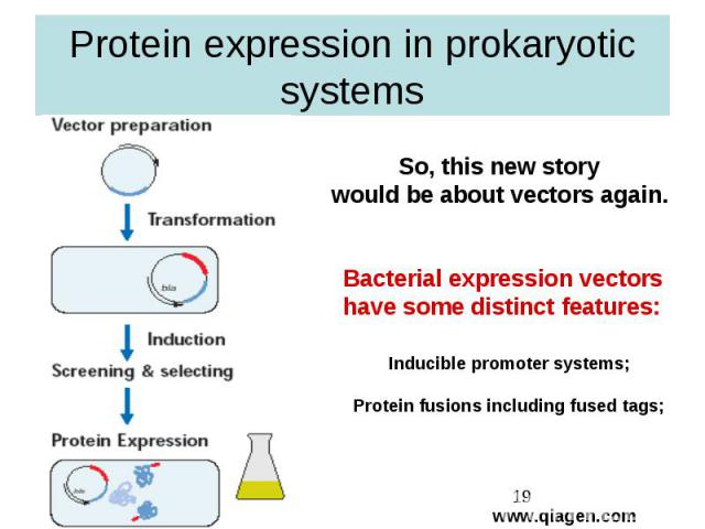 Protein expression in prokaryotic systems