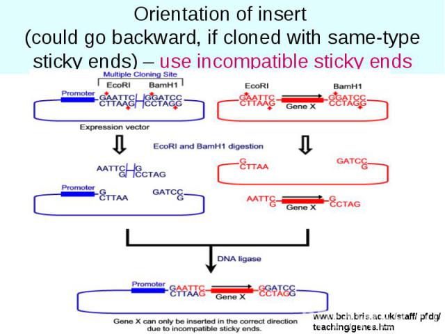 Orientation of insert (could go backward, if cloned with same-type sticky ends) – use incompatible sticky ends