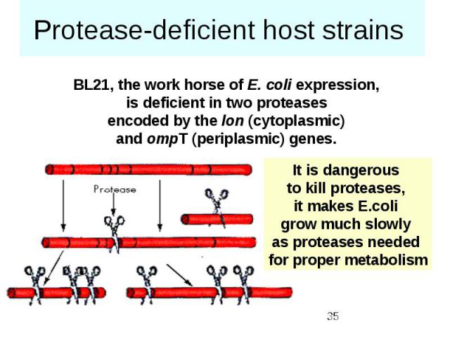 Protease-deficient host strains