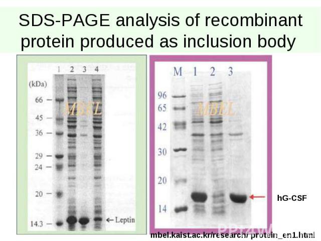 SDS-PAGE analysis of recombinant protein produced as inclusion body