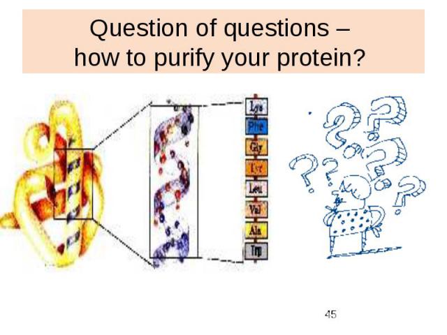 Question of questions – how to purify your protein?
