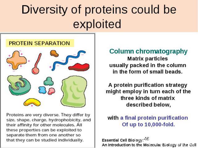 Diversity of proteins could be exploited