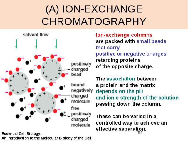 (A) ION-EXCHANGE CHROMATOGRAPHY