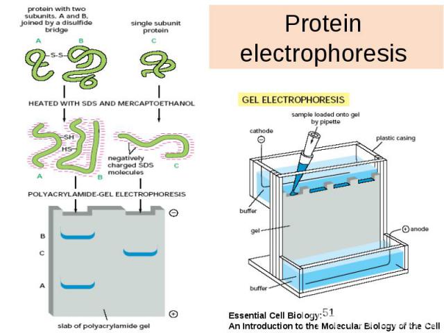 Protein electrophoresis