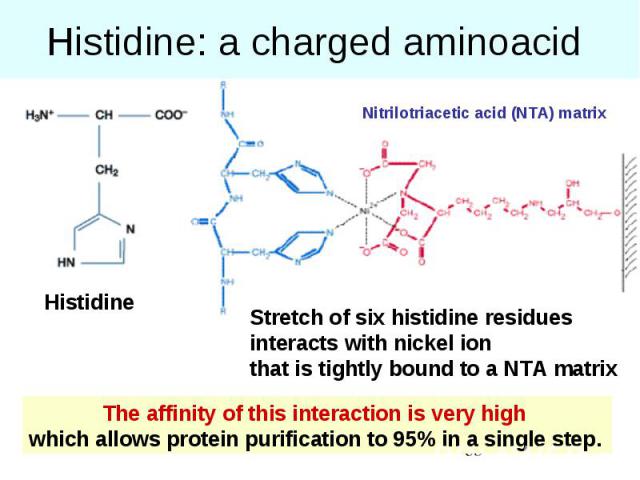 Histidine: a charged aminoacid