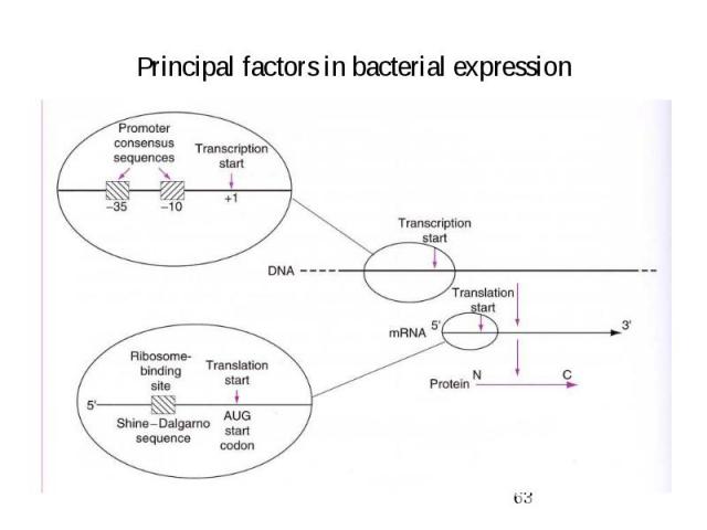 Principal factors in bacterial expression